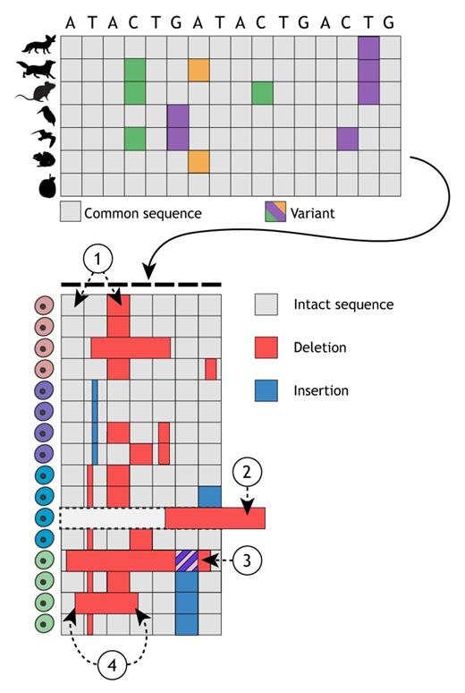 Recording development with single cell dynamic lineage tracing