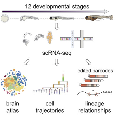 Emergence of neuronal diversity during vertebrate brain development