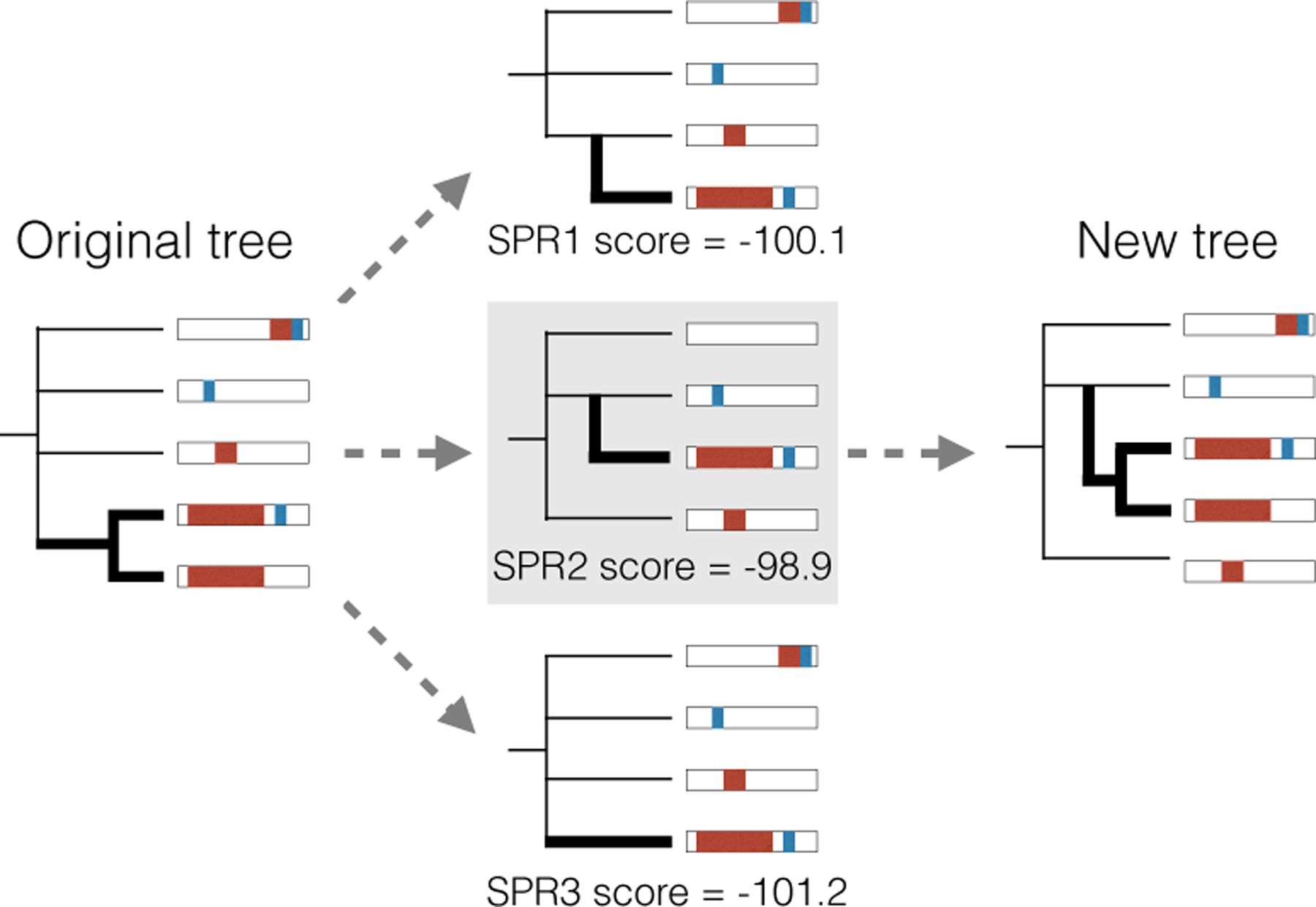 Estimation-of-cell-lineage-trees-by-maximum-likelihood-phylogenetics