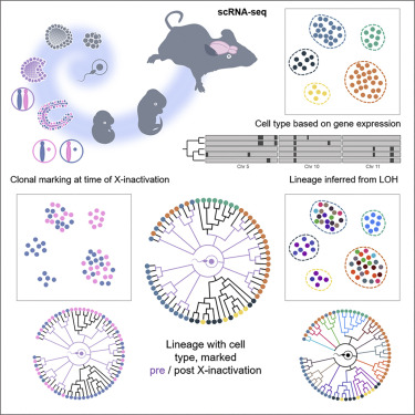 Simultaneous brain cell type and lineage determined by scRNA-seq reveals stereotyped cortical development