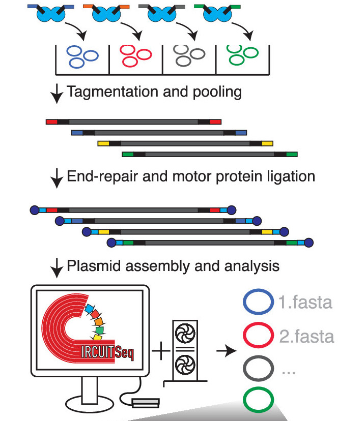 Multiplexed assembly and annotation of synthetic biology constructs using long-read Nanopore sequencing
