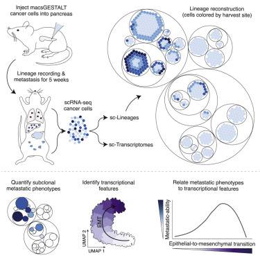 Single-cell lineage tracing of metastatic cancer reveals selection of hybrid EMT states