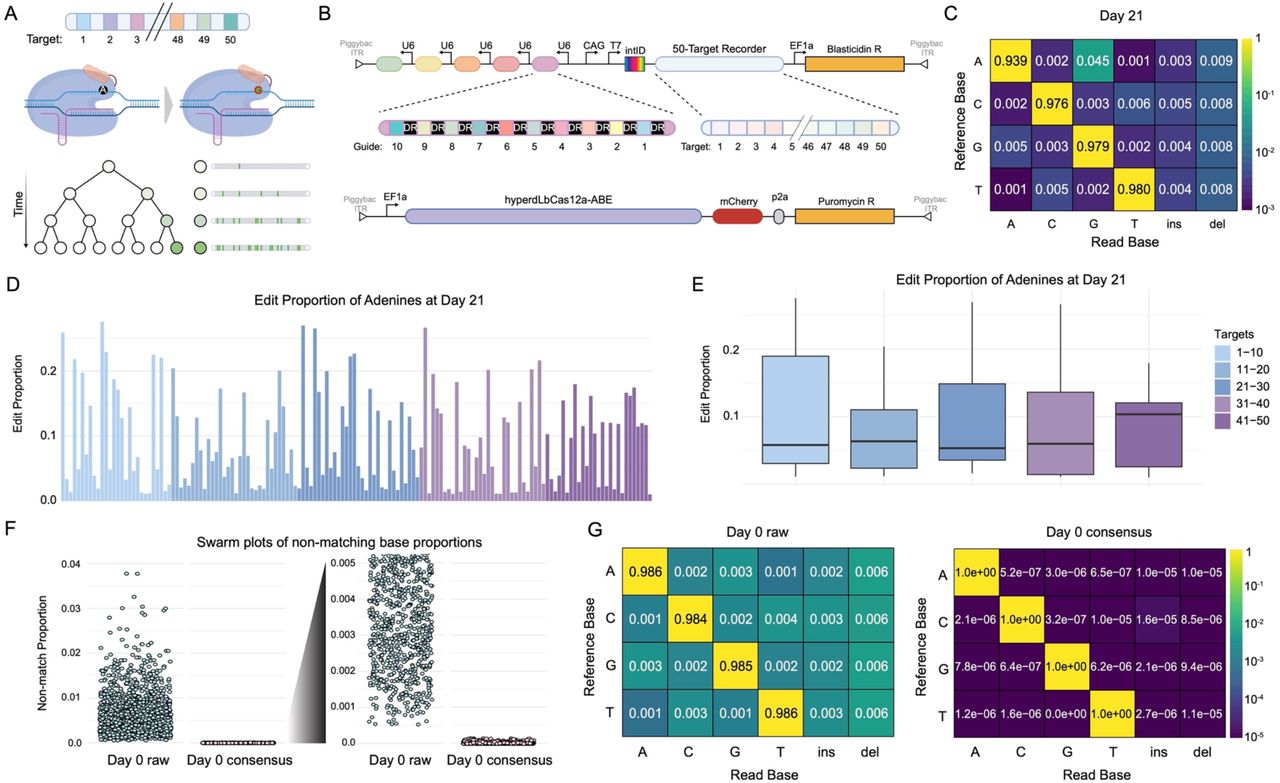 BASELINE: A CRISPR base editing platform for mammalian-scale single-cell lineage tracing