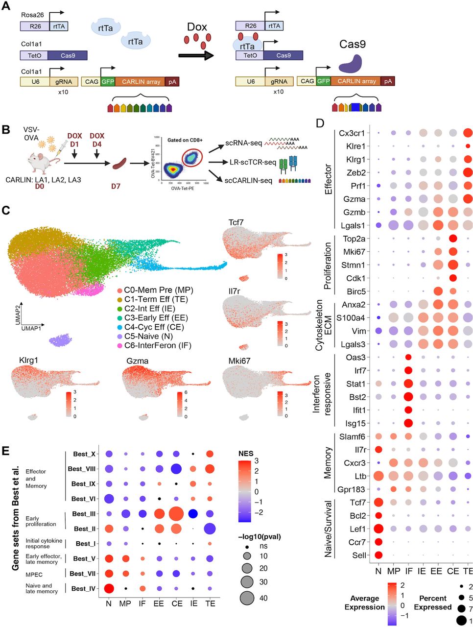 The endogenous antigen-specific CD8+ T cell repertoire is composed of unbiased and biased clonotypes with differential fate commitments