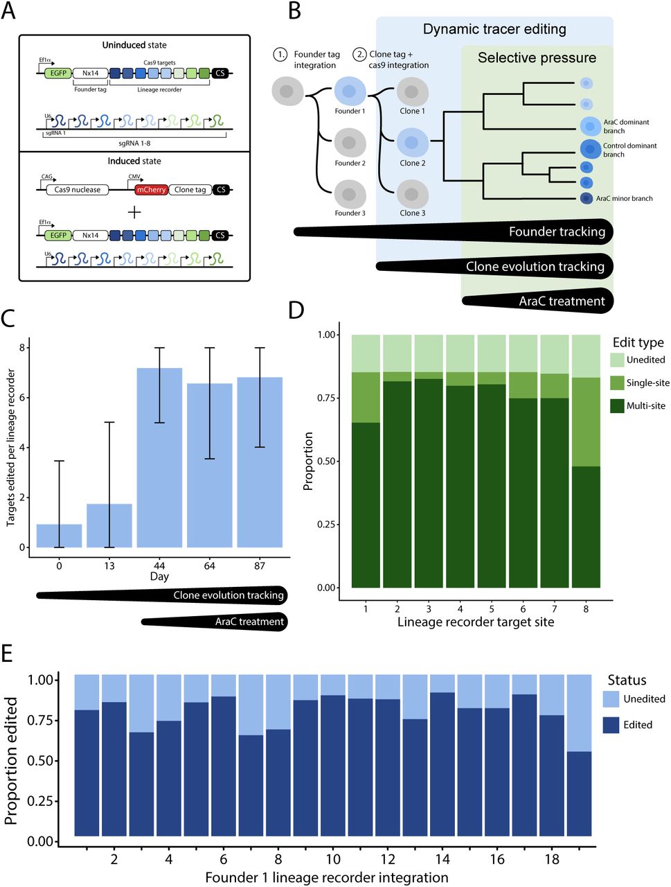 Hierarchical lineage tracing reveals diverse pathways of AML treatment resistance